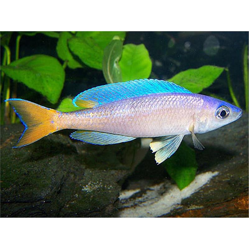 Cyprichromis leptosoma utinta - imagine 5